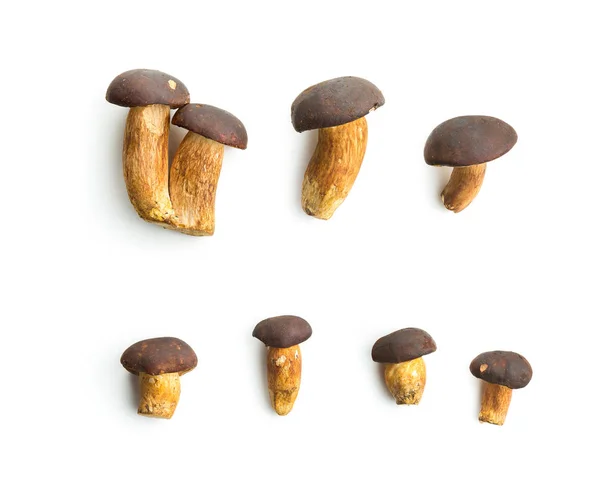 Verse boletus paddestoelen. — Stockfoto