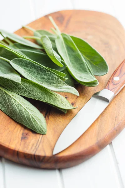 Salvia officinalis. Salbeiblätter. — Stockfoto