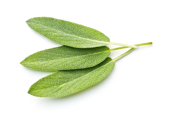 Salvia officinalis. Sage leaves. — Stock Photo, Image