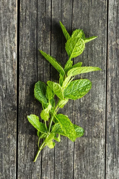 Branch mint leaves. — Stock Photo, Image