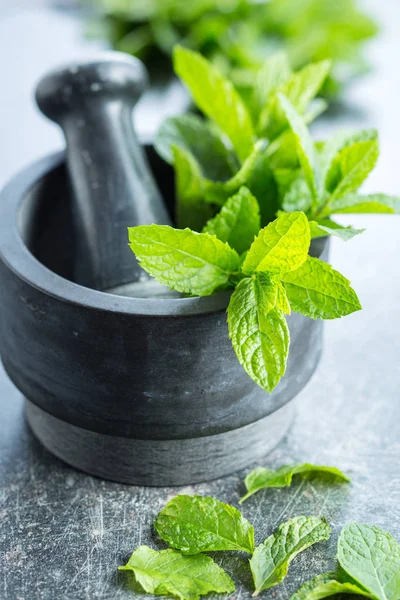 Foglie di menta di ramo . — Foto Stock