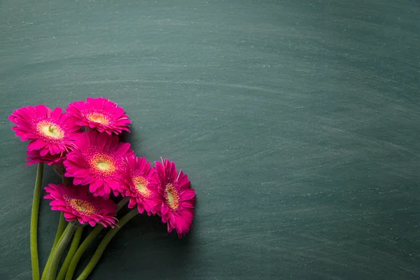 Rosa gerbera blomma. — Stockfoto