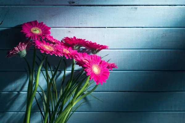 Rosa Gerbera-Blüten. — Stockfoto