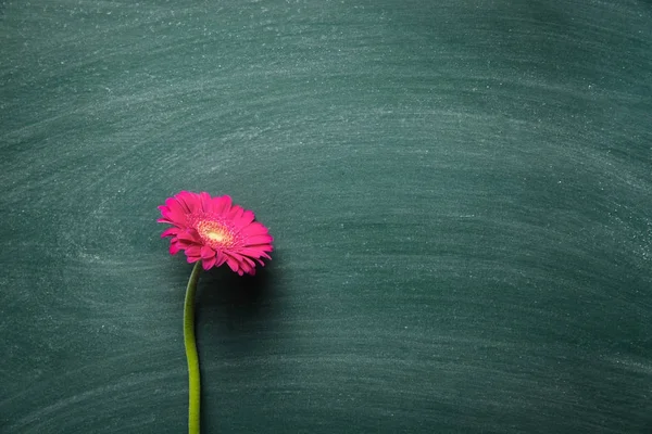 Kwiat różowy gerbera. — Zdjęcie stockowe