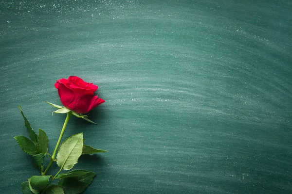 Röd ros blomma. — Stockfoto