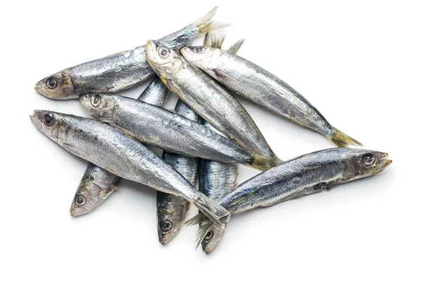 Rå sardiner fisk. — Stockfoto