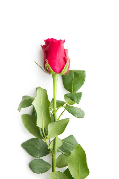 Rode rose bloem. — Stockfoto