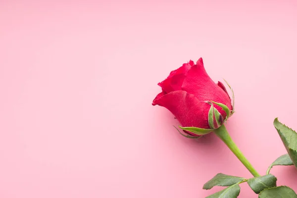 Rote Rosenblüte. — Stockfoto