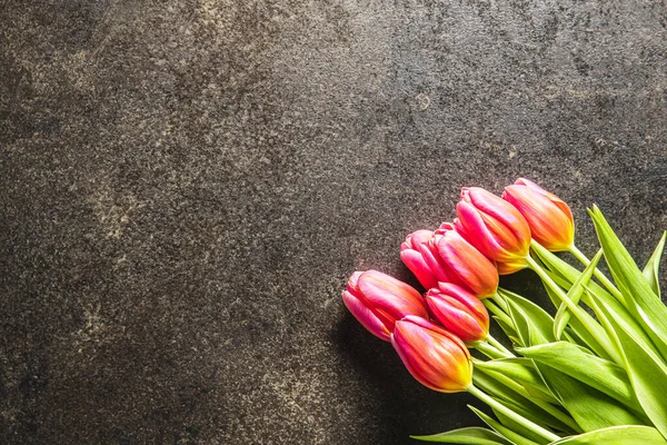 Tulipan kwiat wiosna — Zdjęcie stockowe