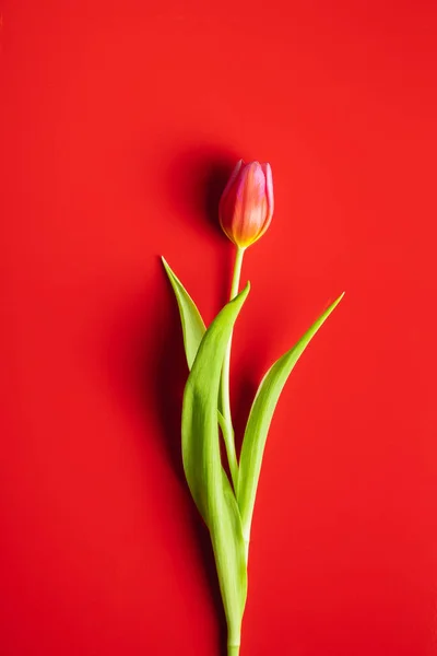Tulipano di fiore di primavera — Foto Stock