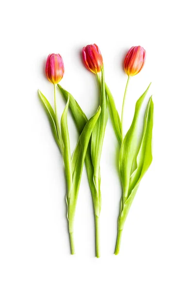 Tulipano di fiore di primavera — Foto Stock