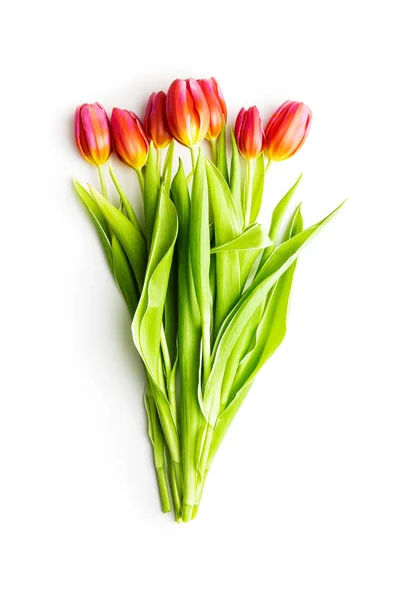 春の花チューリップ — ストック写真