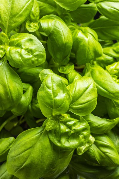 Fresh Green Basil Leaves Top View — Stock Photo, Image