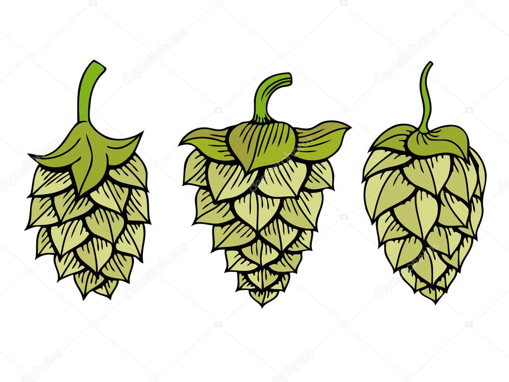Hops vector visual graphic