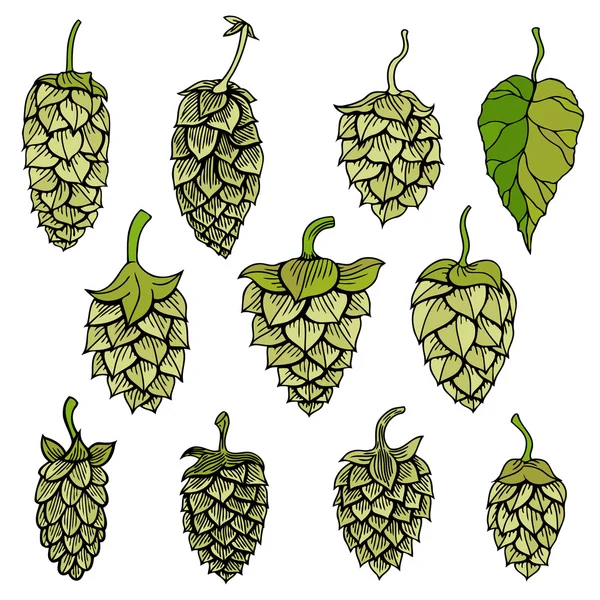 Graphisme visuel vectoriel houblon — Image vectorielle