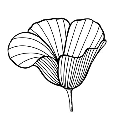 elle çizilmiş dekoratif haşhaş