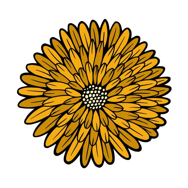 Beau chrysanthème jaune isolé — Image vectorielle
