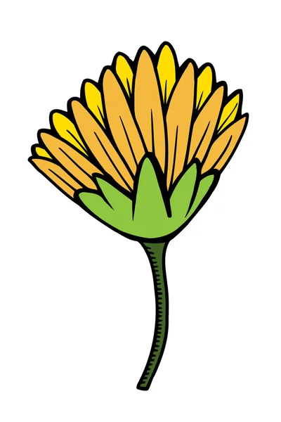 Beau chrysanthème jaune isolé — Image vectorielle