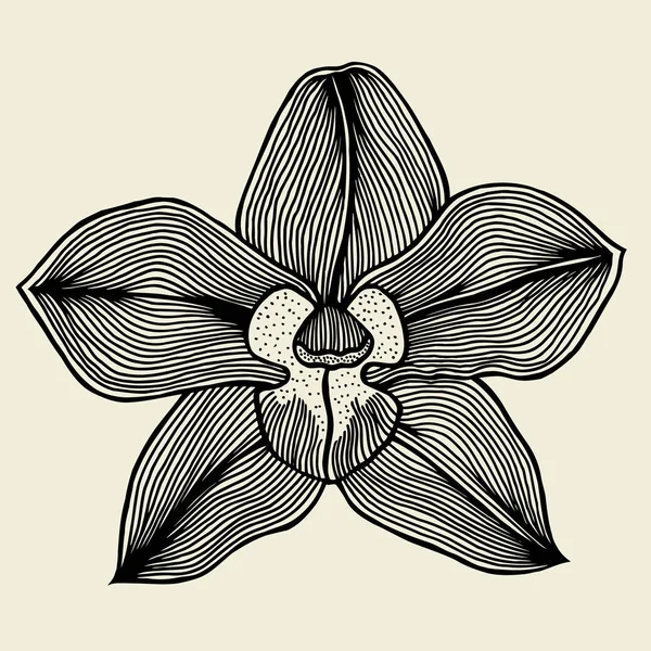 Květinové orchideje vintage — Stockový vektor