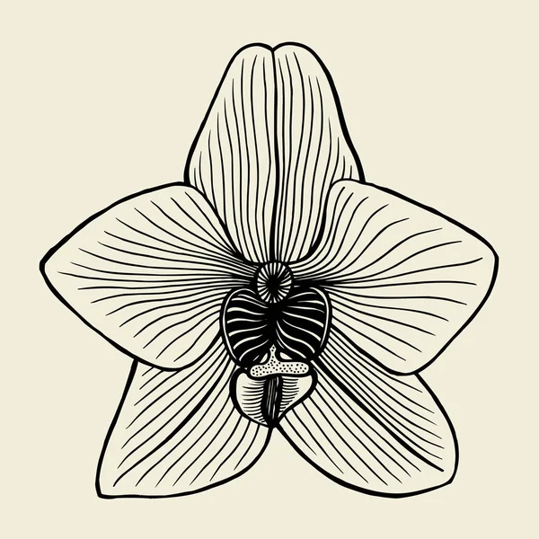 Pequeña flor de orquídea — Archivo Imágenes Vectoriales