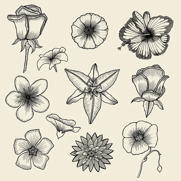 Ensemble de fleurs dessinées à la main — Image vectorielle