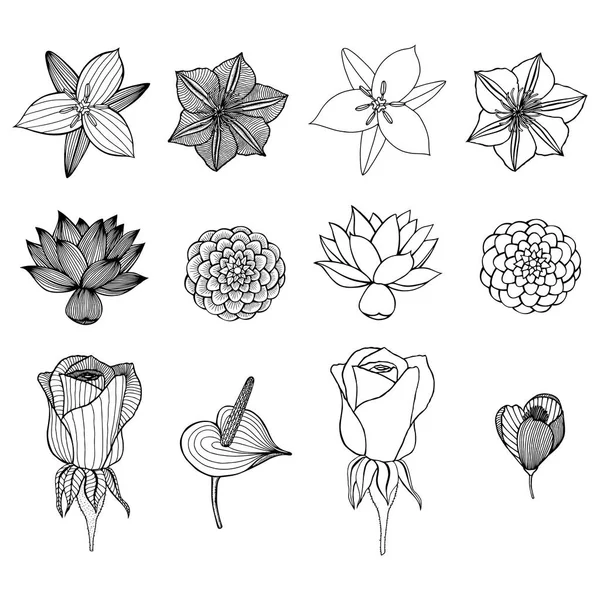 Dibujo dibujado a mano flores — Vector de stock