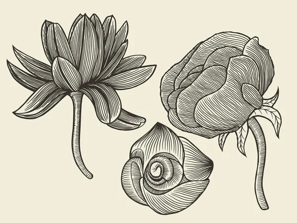 Fleurs - collection dessinée à la main — Image vectorielle