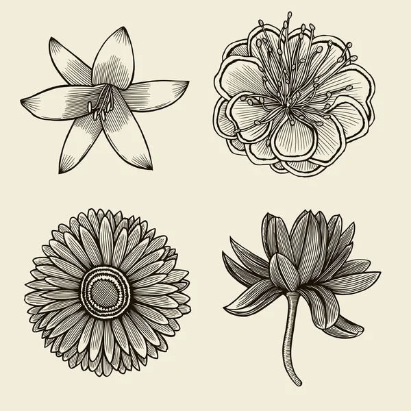 Hand drawn sketch Flower. Stock Vector Image by 149991728