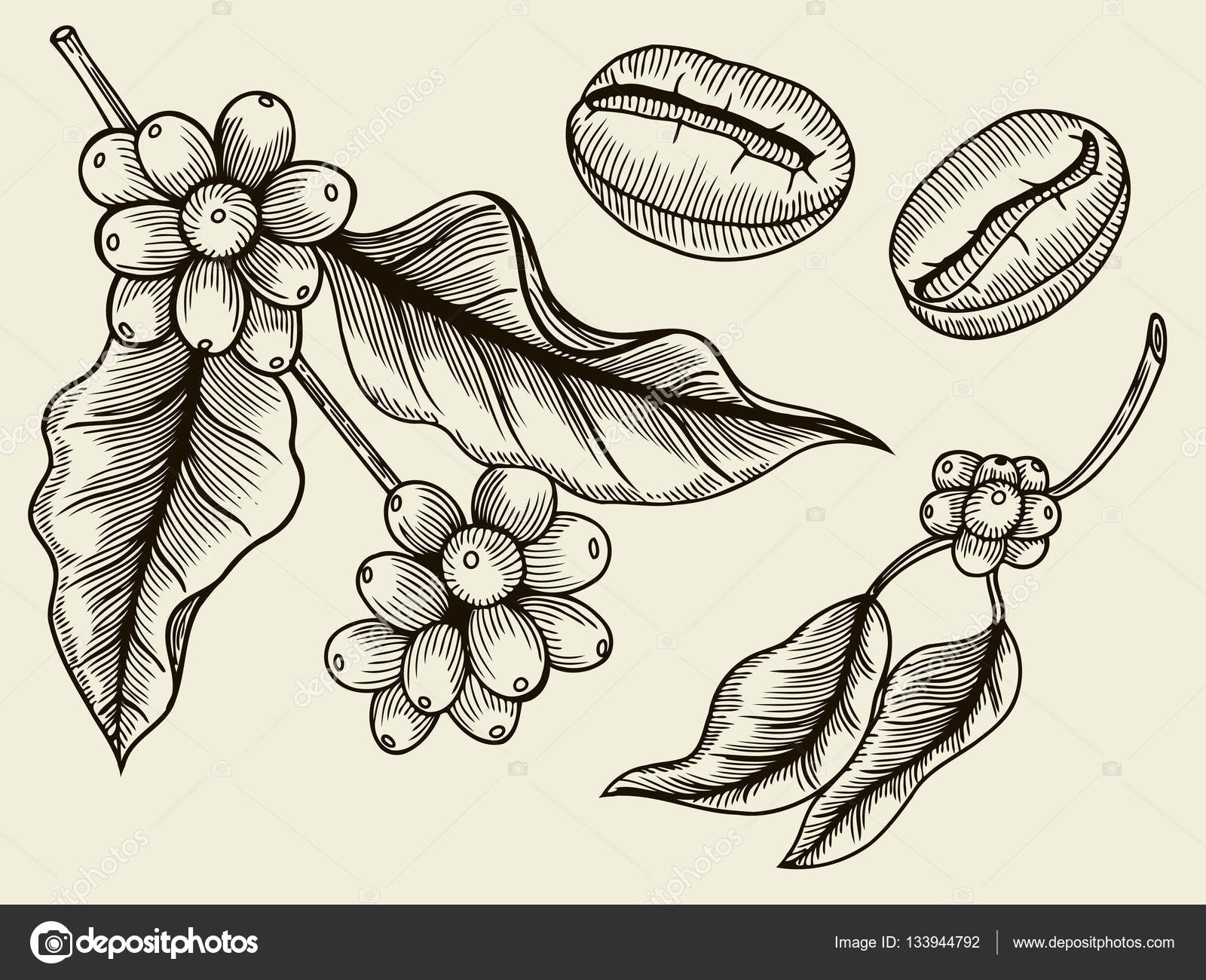 Free Free 105 Coffee Bean Plant Svg SVG PNG EPS DXF File