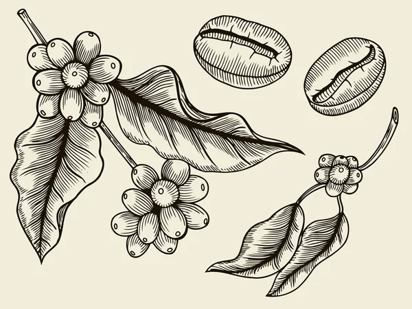 Kaffe växt gren med blad, bär, kaffebönor, frukt, frö. Naturliga organiska koffein. Grönt kaffe, luwak. Svart på vit bakgrund. Handritad skiss vektor illustration coffe. — Stock vektor