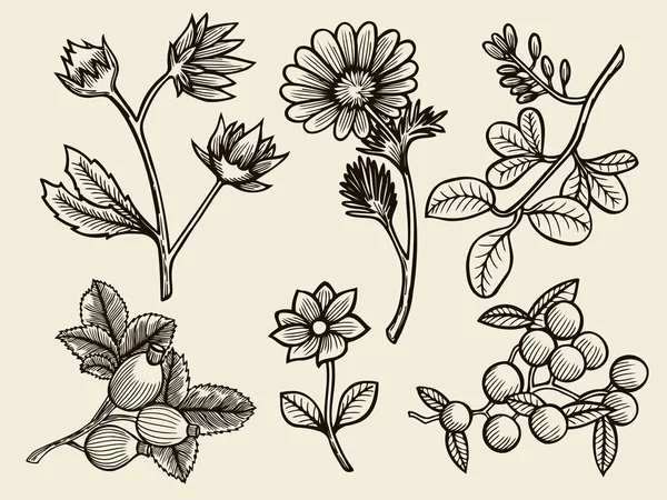Квіти, листя і ягоди — стоковий вектор