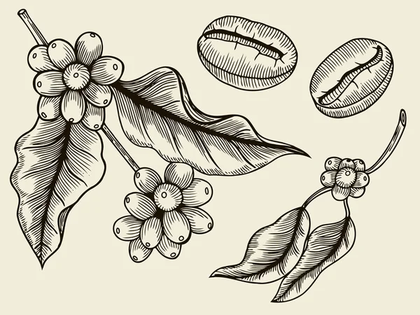Coffee plant branch with leaf, berry, coffee bean, fruit, seed. Natural organic caffeine. Green coffee, luwak. Black on white background. Hand drawn sketch vector illustration coffe. — Stock Vector