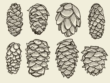 Çam kozalakları sedir Ladin köknar Noel ağacının