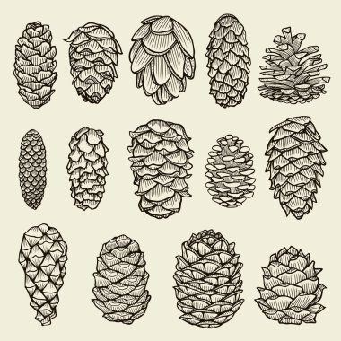 Çam kozalakları sedir Ladin köknar Noel ağacının