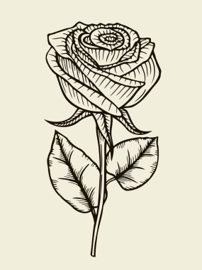Rose. Vektör. Elle çizilmiş resimler