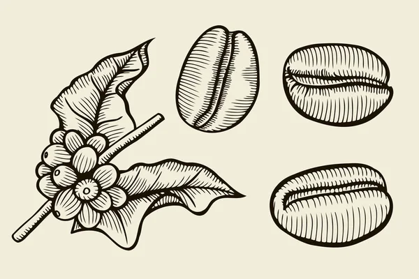Kaffe växt gren med löv — Stock vektor