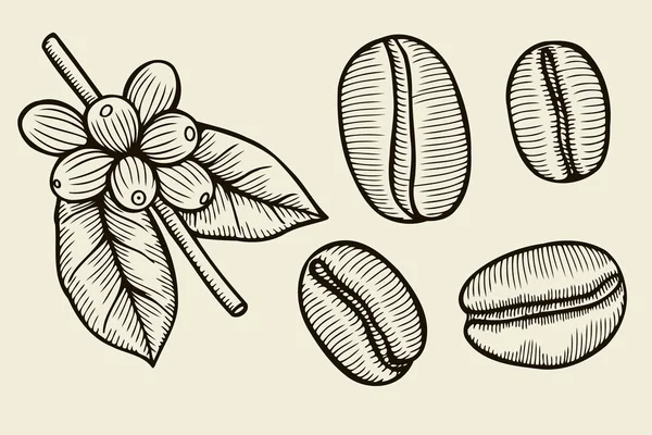 Ветвь кофейных растений с листьями — стоковый вектор