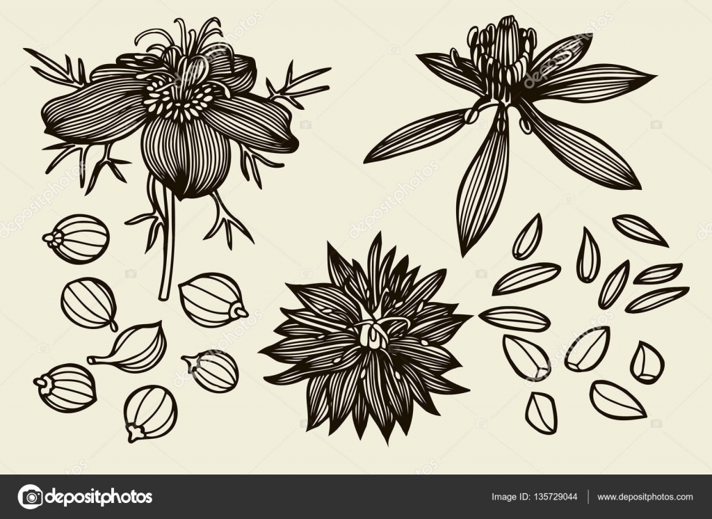 Sketch Set Of Nigella Sativa Flowers And Leaves Vector Image By C Frescomovie Vector Stock