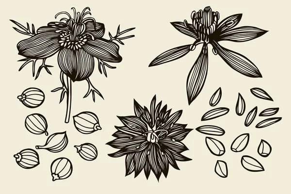 Ensemble de croquis de fleurs et feuilles de Nigella sativa — Image vectorielle