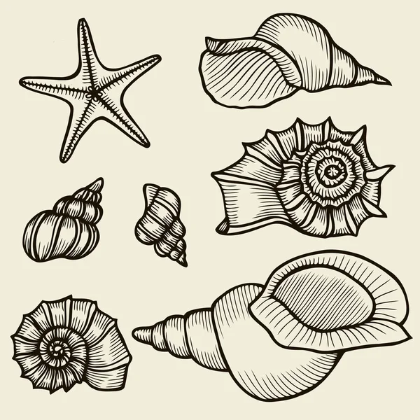 Conjunto desenhado à mão Seashells . — Vetor de Stock