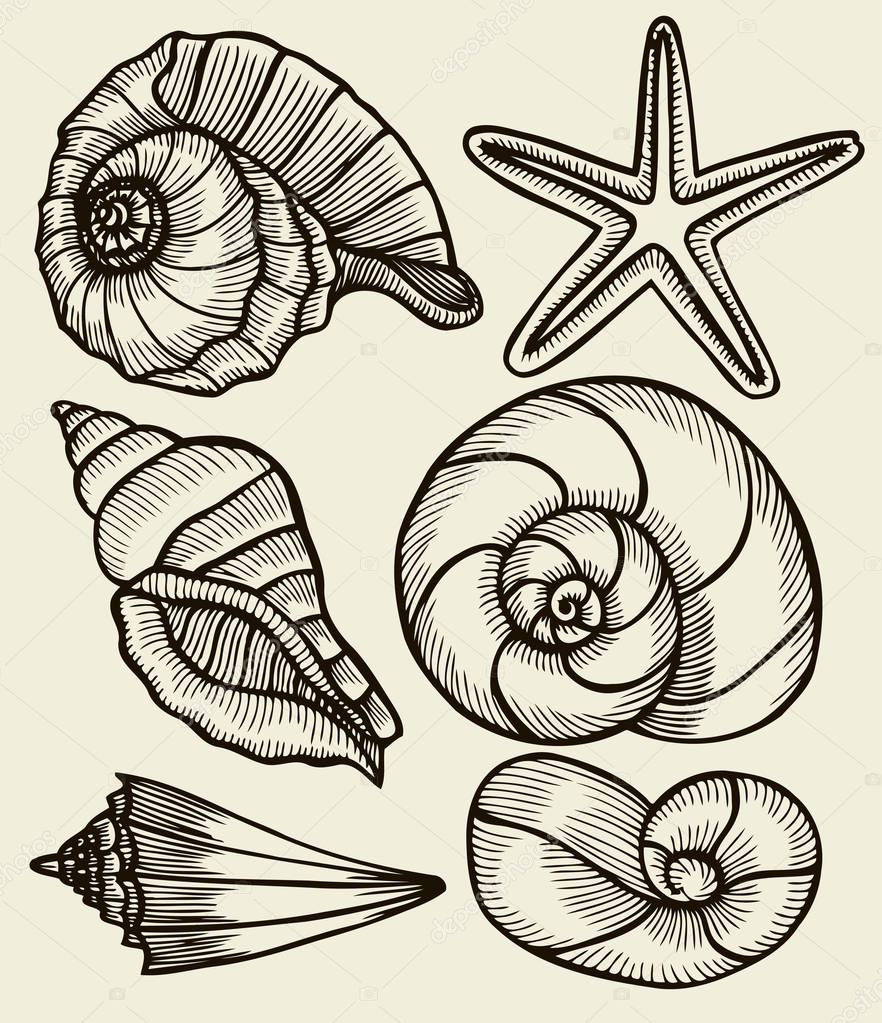 Seashells hand drawn set.