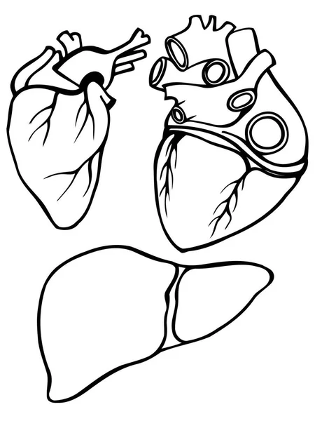 Un ensemble de cœurs humains — Image vectorielle