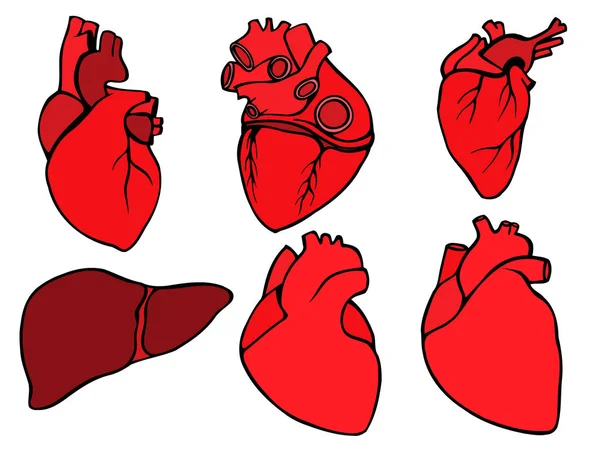 Icono del corazón humano, estilo de dibujos animados — Vector de stock