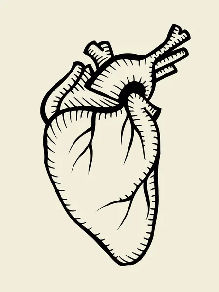 Emberi szív vázlat — Stock Vector