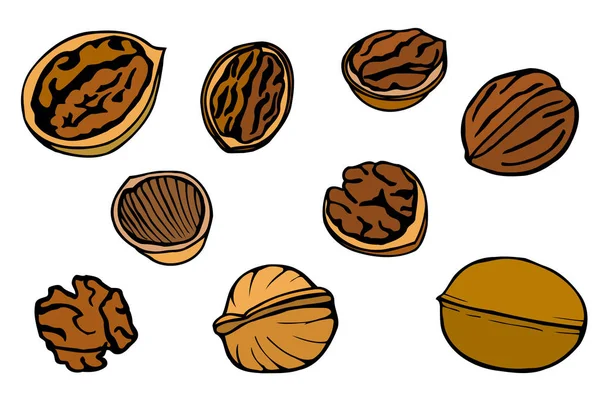 Walnut set, hand drawn — Stock Vector