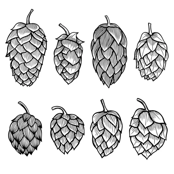 Hand drawn Hops set — Stock Vector