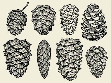 Çam kozalakları sedir Ladin köknar Noel ağacının