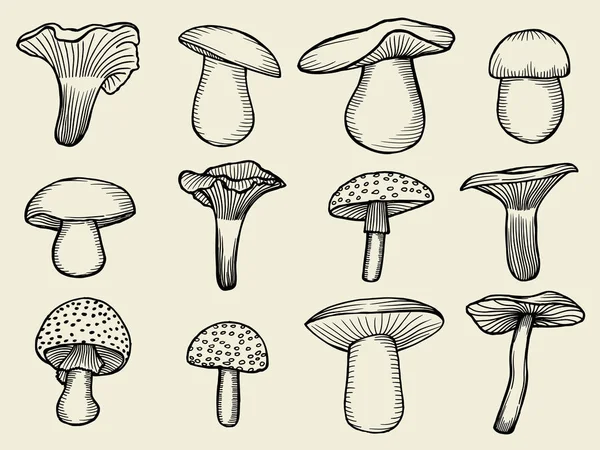 Vector illustrations of mushrooms — Stock Vector