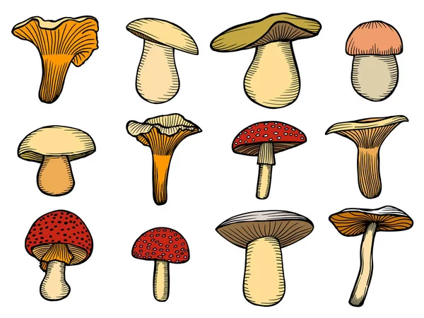 버섯의 세트로 벡터 일러스트 레이 션 — 스톡 벡터