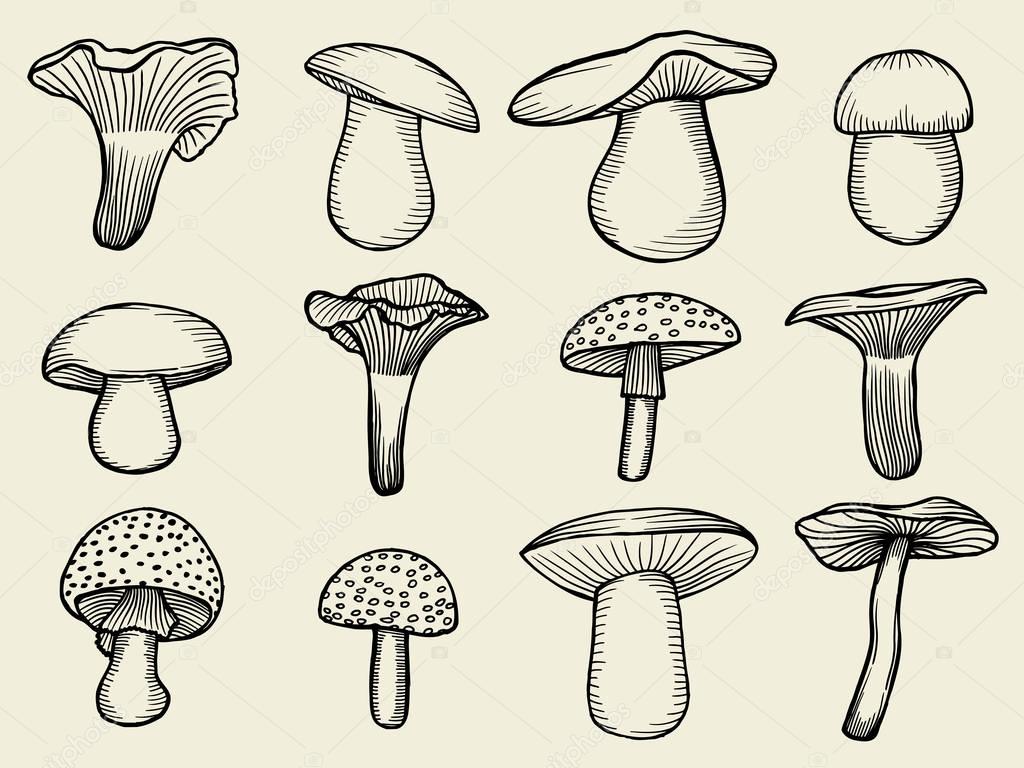 vector illustrations of mushrooms